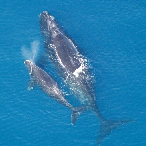 Right whales had their best breeding season in years