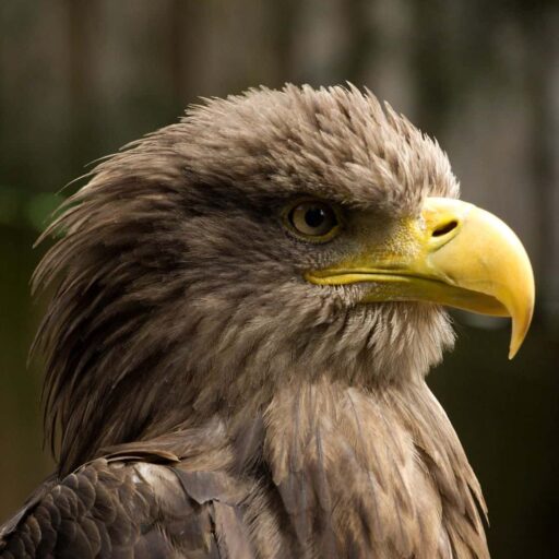 Farmers proposed bringing eagles back to Norfolk