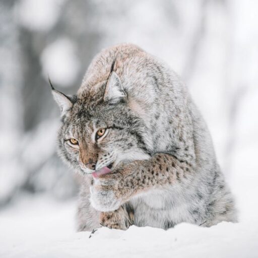 Positive news: a Lynx consultation is to launch in Scotland