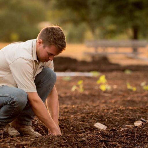 Ecological farming can feed UK population, a report found this week