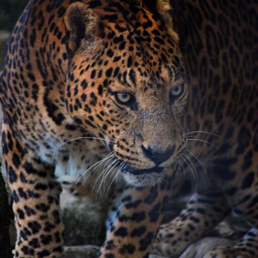 Jaguars have returned to Argentina’s Iberá Wetlands