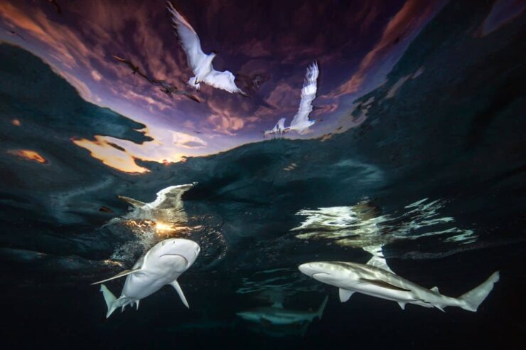 Image for In pictures: photography competition brings ocean conservation into focus