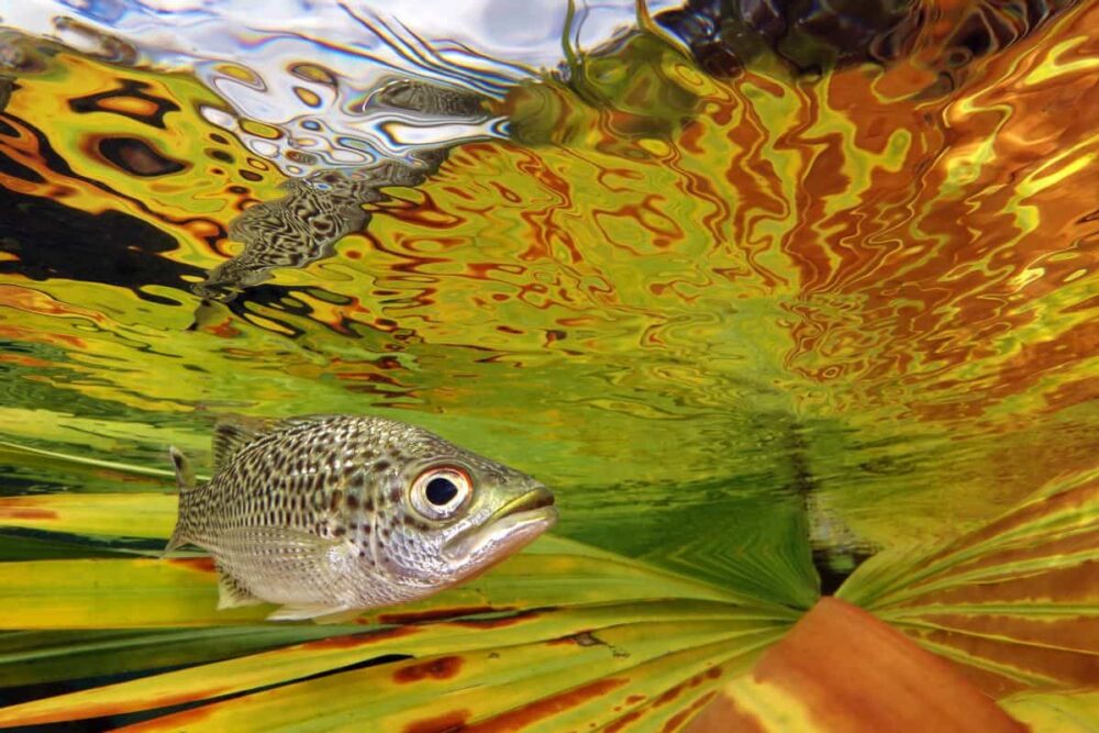 2021 Underwater Photographer of the Year