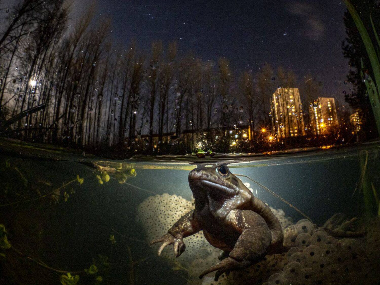 A frog sits in a pond near tower blocks in Glasgow