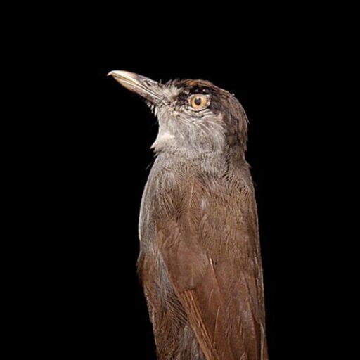 Positive news - A bird missing for 180 years was found