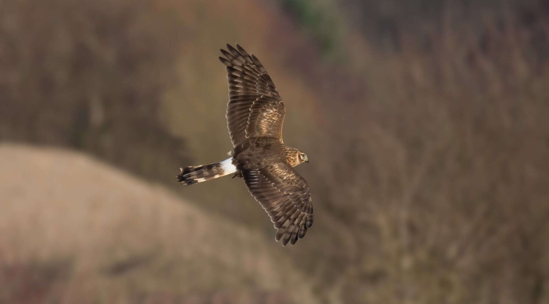 Image for Scotland to get new nature reserve as community ‘achieves the impossible’