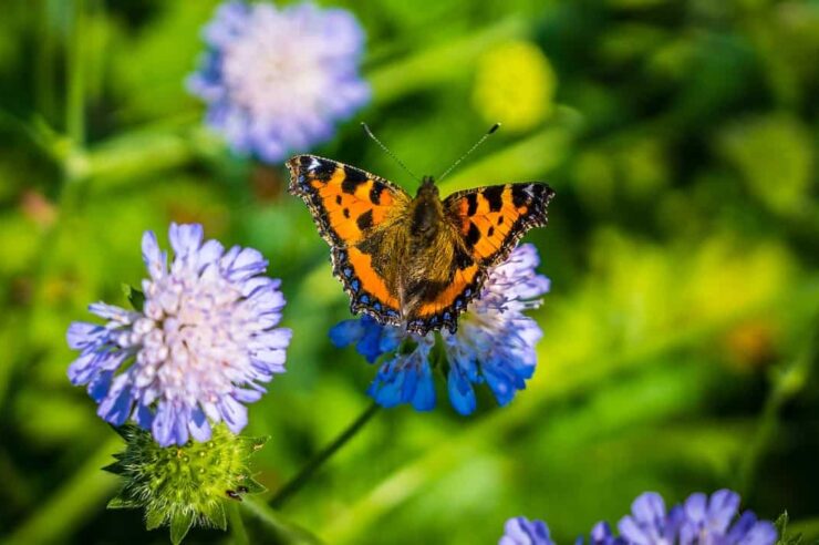 Image for Conservationists are creating ‘superhighways’ for insects in the UK