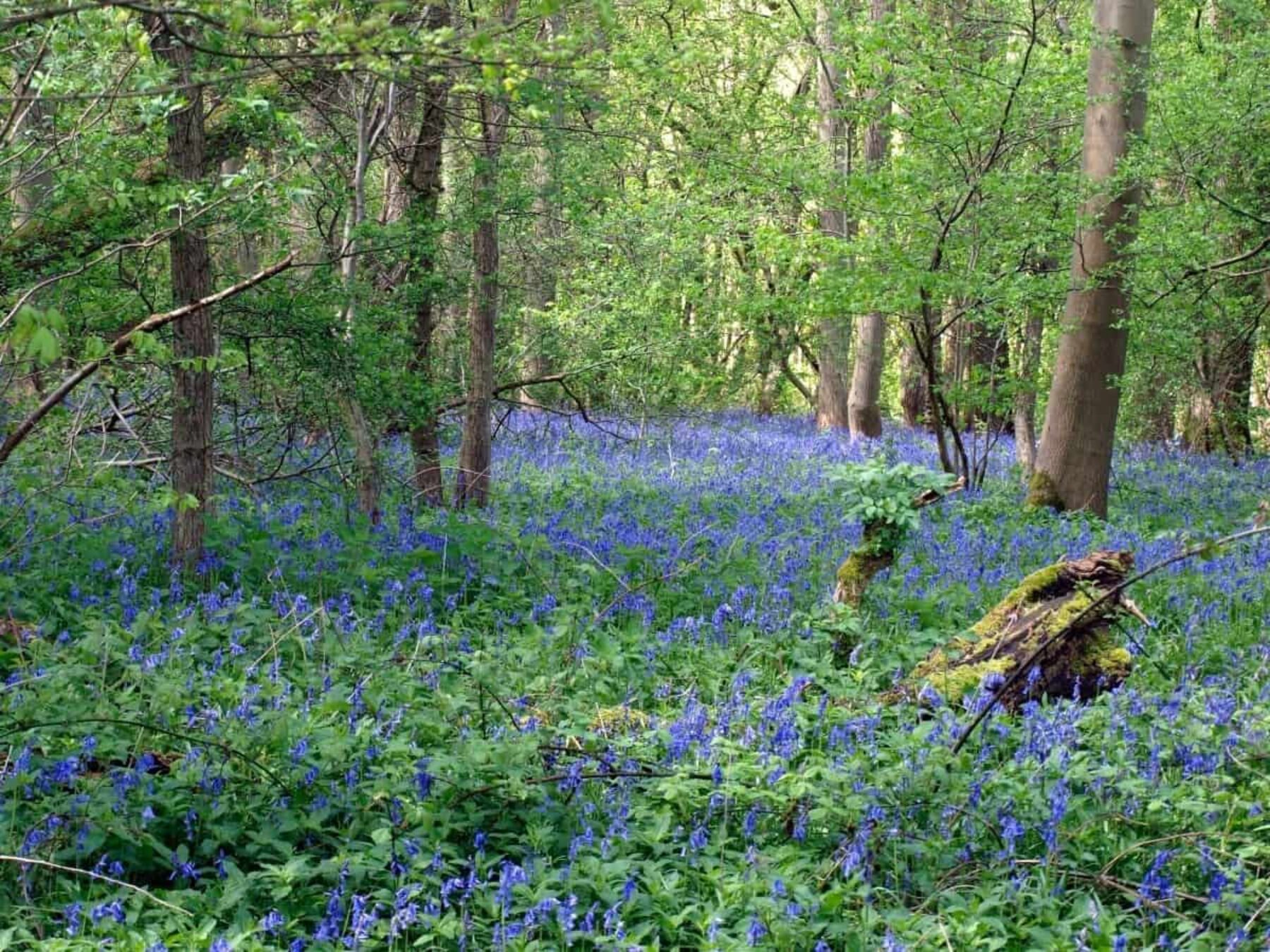 Image for ‘Land is worth more when left to nature’ – study