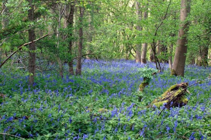 Image for ‘Land is worth more when left to nature’ – study