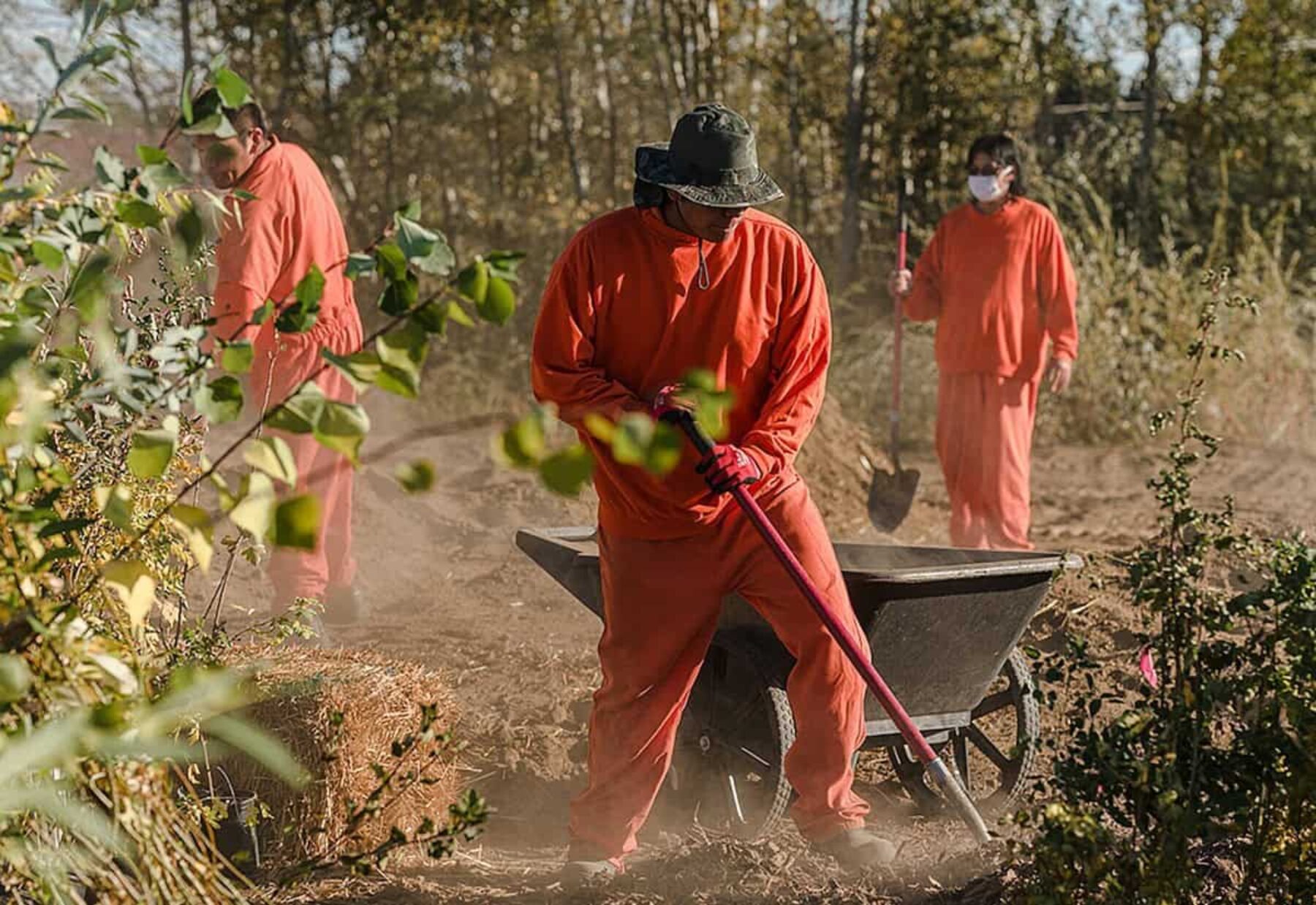 Image for The ‘healing forest’ planted by indigenous US inmates