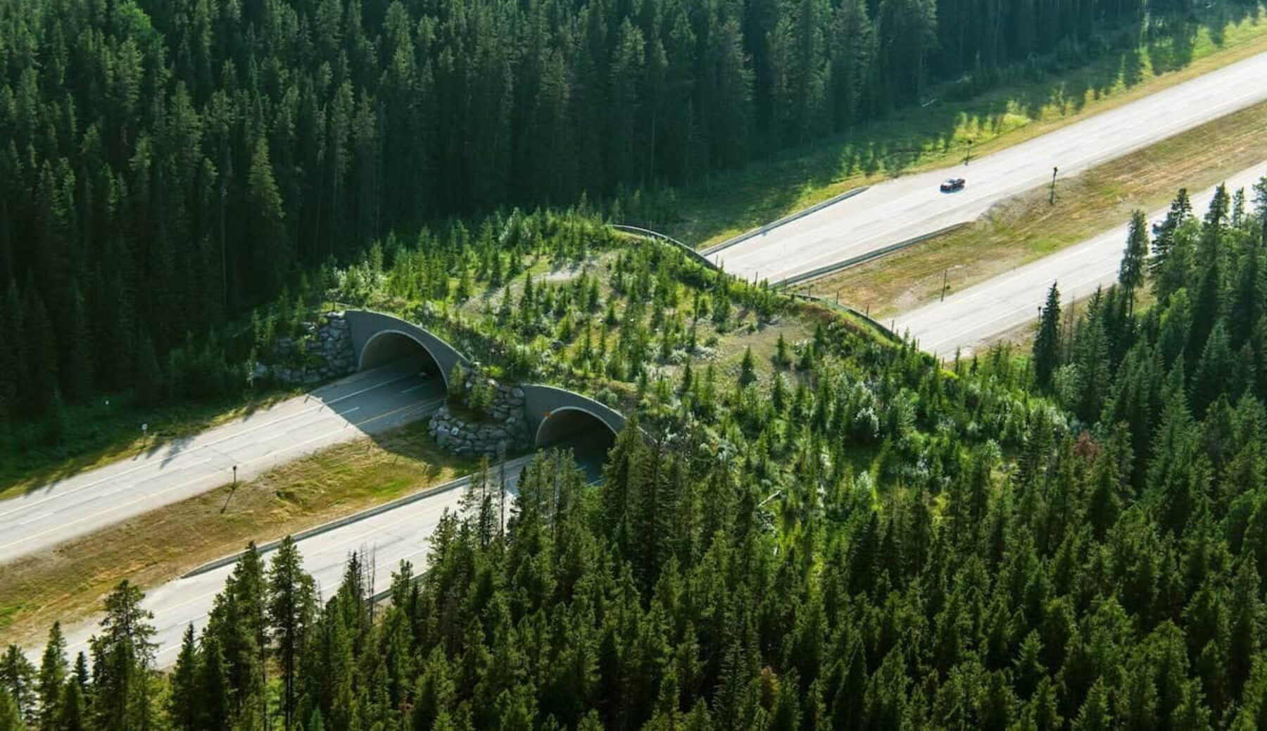 Image for Reindeer viaducts: the latest wildlife bridges that connect fractured habitats