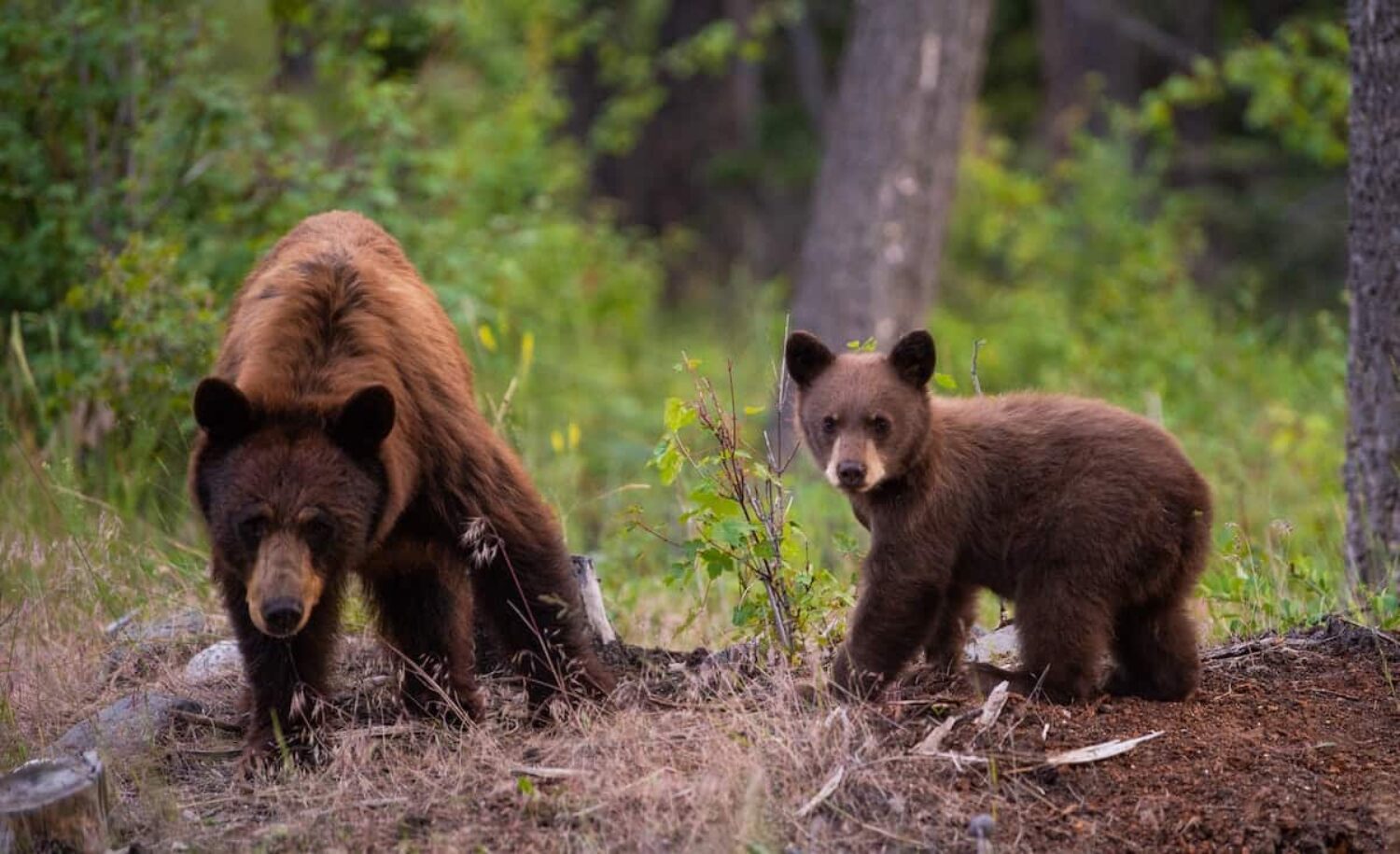 In North America, species, including bears, already benefit from wildlife bridges.