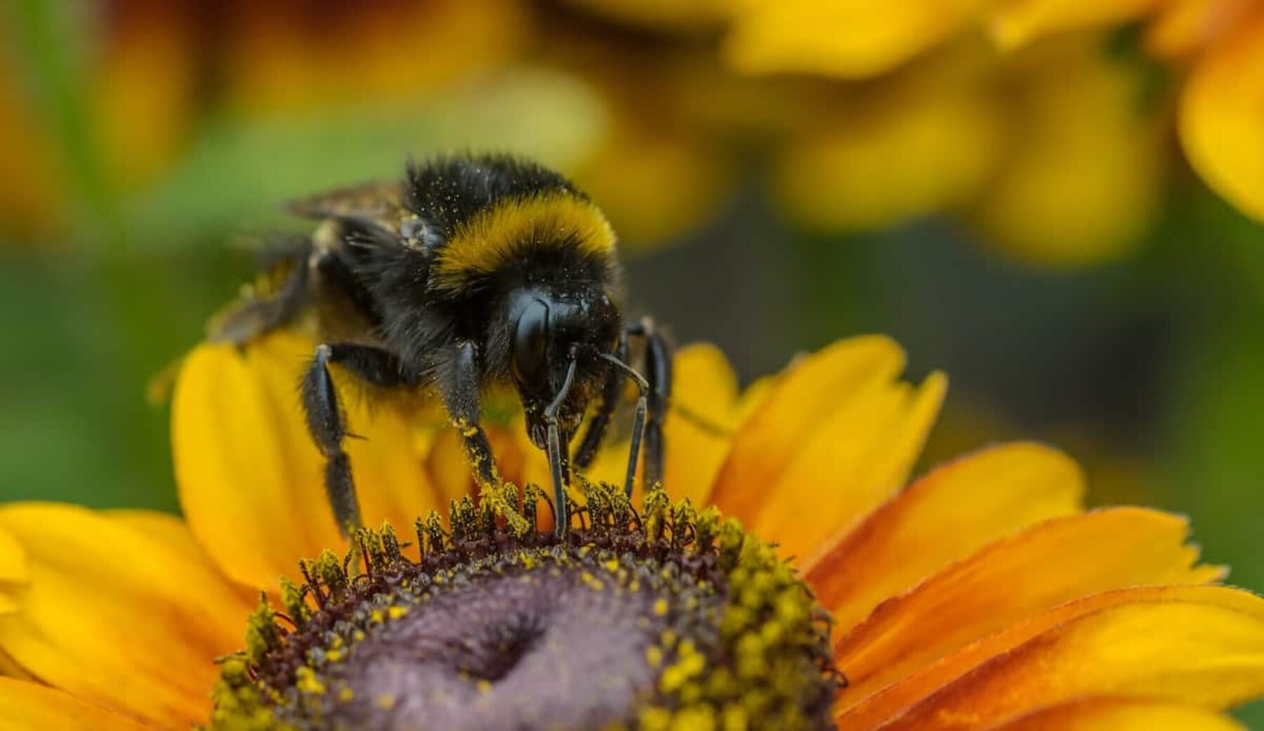 Image for What went right this week: Dutch bees buzz back, and more positive news