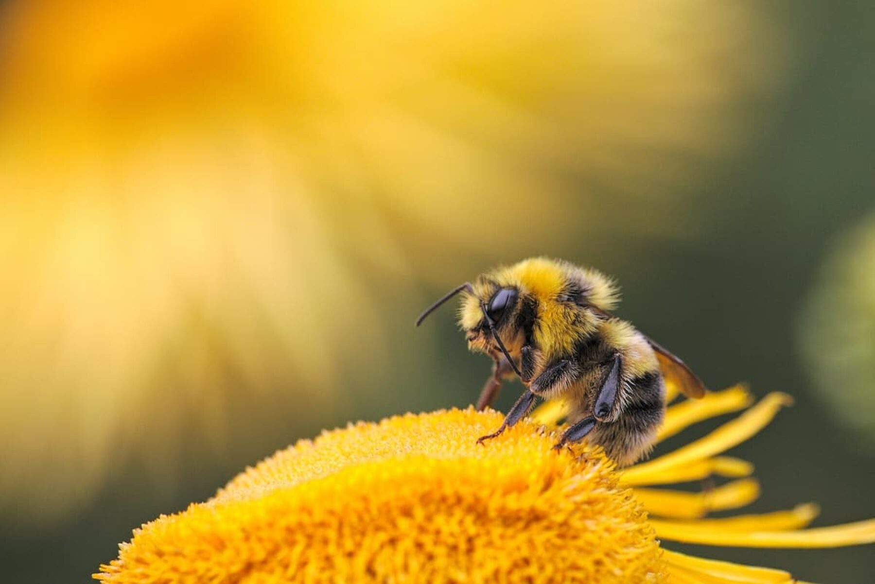 Image for World Bee Day: eight projects making a difference to bees