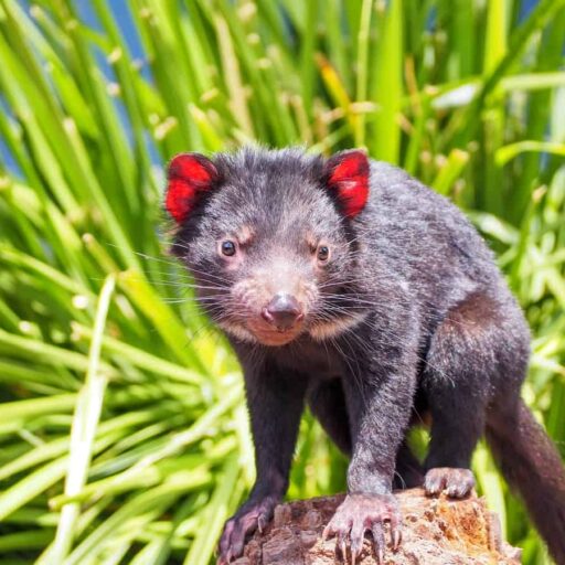 Good news - Tasmanian devils have started recolonising Australia