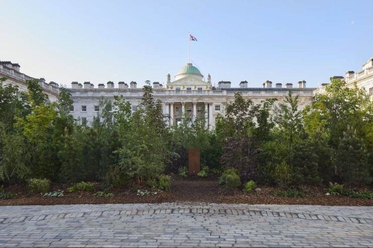 Image for A ‘forest’ has sprung up in an unlikely location in London