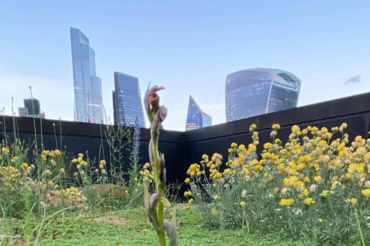 Image for A rare orchid that vanished from the UK has been found on a London rooftop