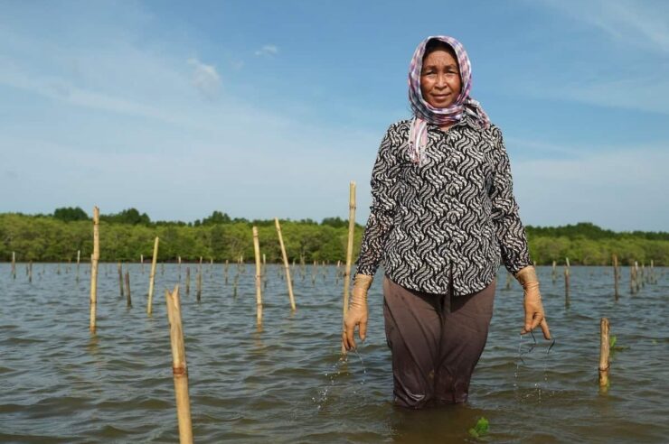 Image for ‘Mangroves are life’: the female conservationists rewilding the Cambodian coast