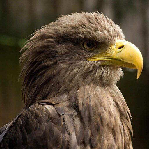 Positive news - Eagles have returned to Loch Lomond after 100 years