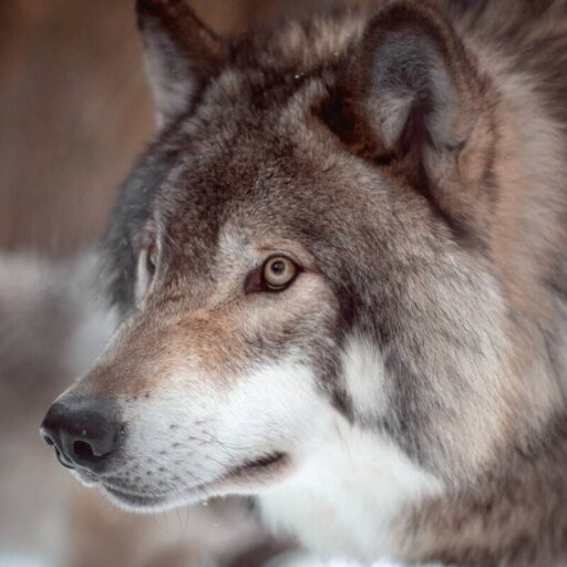 Positive news - Colorado recorded its first wolf pups for 80 years