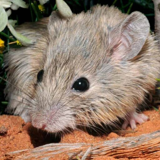 An 'extinct' mouse has turned up in Australia