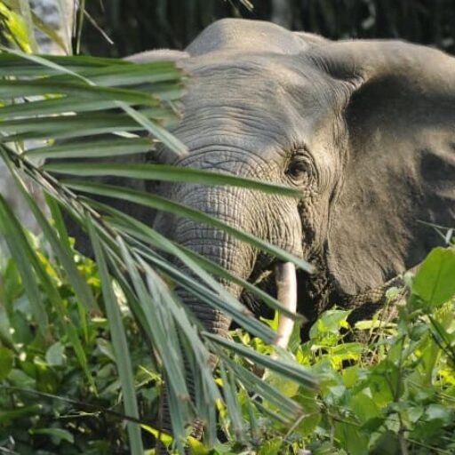 Positive news - Africa’s largest forest reserve was removed from danger list