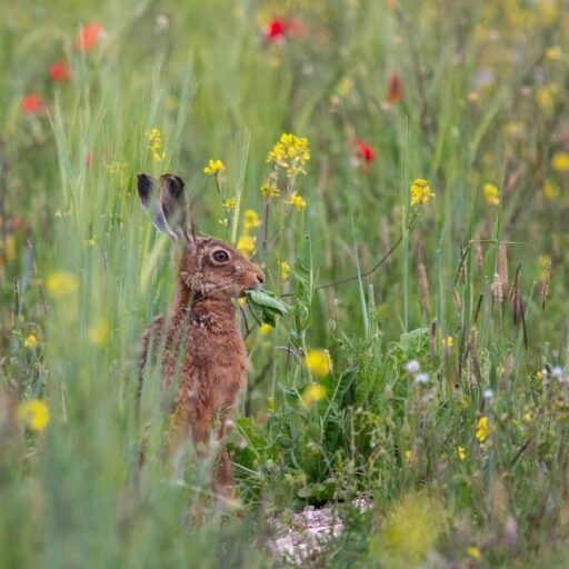 Positive news - A major rewilding project has been announced for England