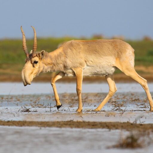 Good news - A critically endangered antelope has staged a comeback