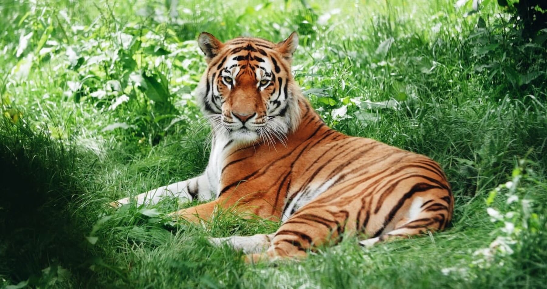 Image for What went right this week: tigers mount a comeback, plus more positive news