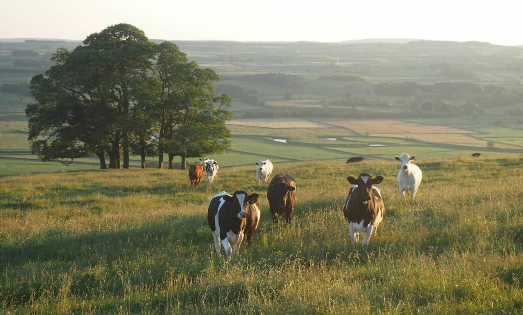 Image for Cows are being touted as the latest solution to plastic pollution