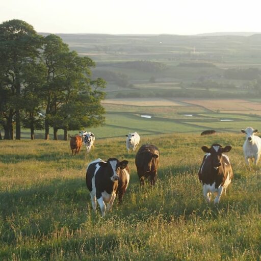 Cows are being touted as solutions to plastic pollution