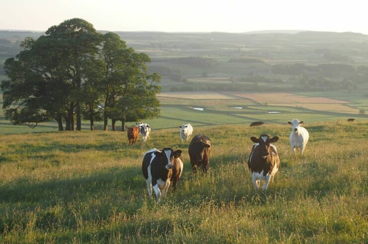 Image for Cows are being touted as the latest solution to plastic pollution