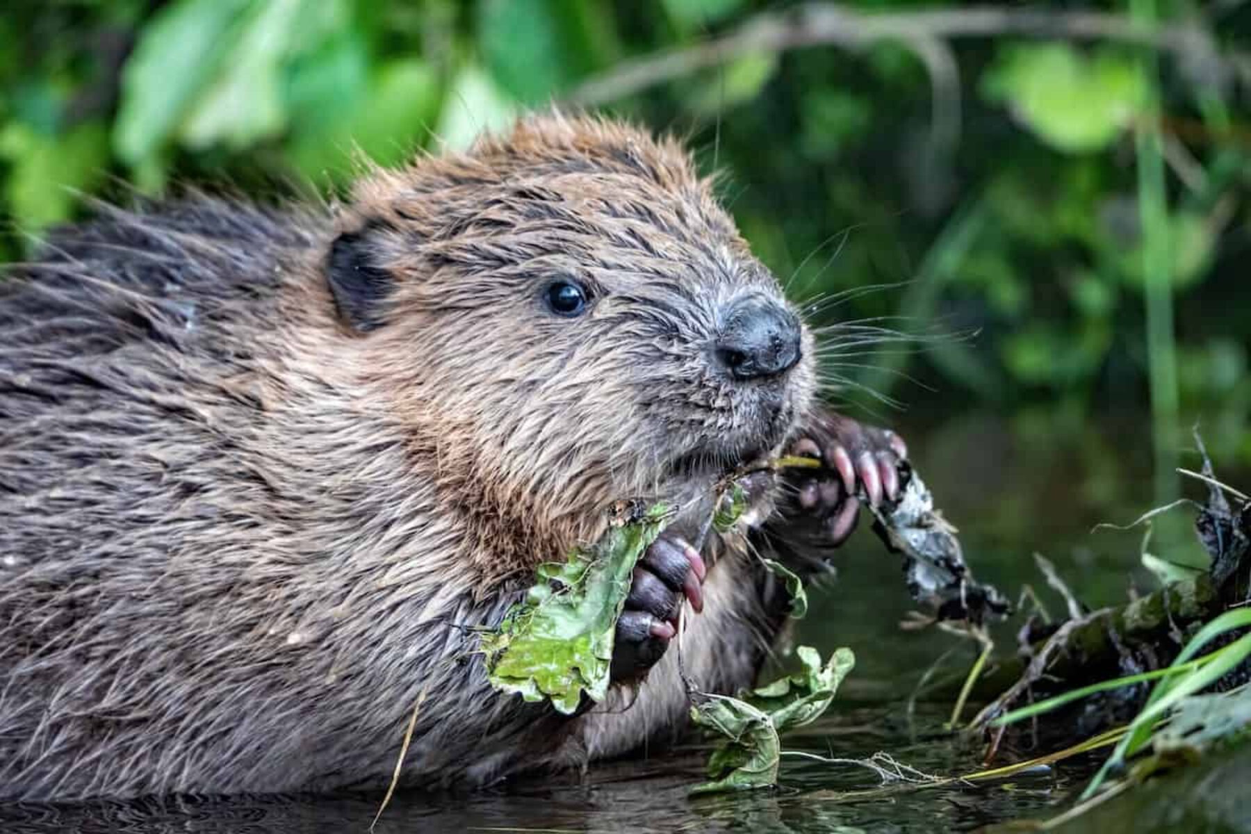 Image for The real reason why beavers could be coming to London