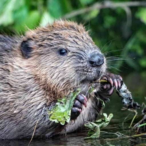 A survey found that beavers are recolonising Scotland