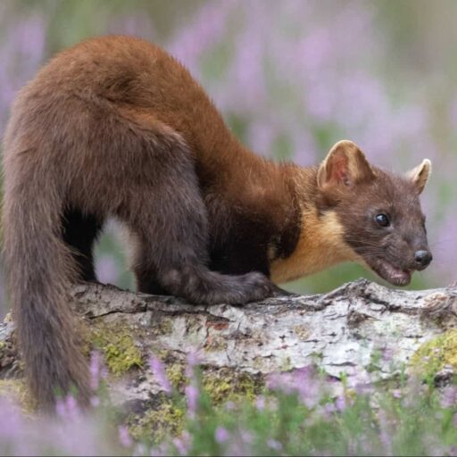 Positive news - Pine Martens have returned to southern England