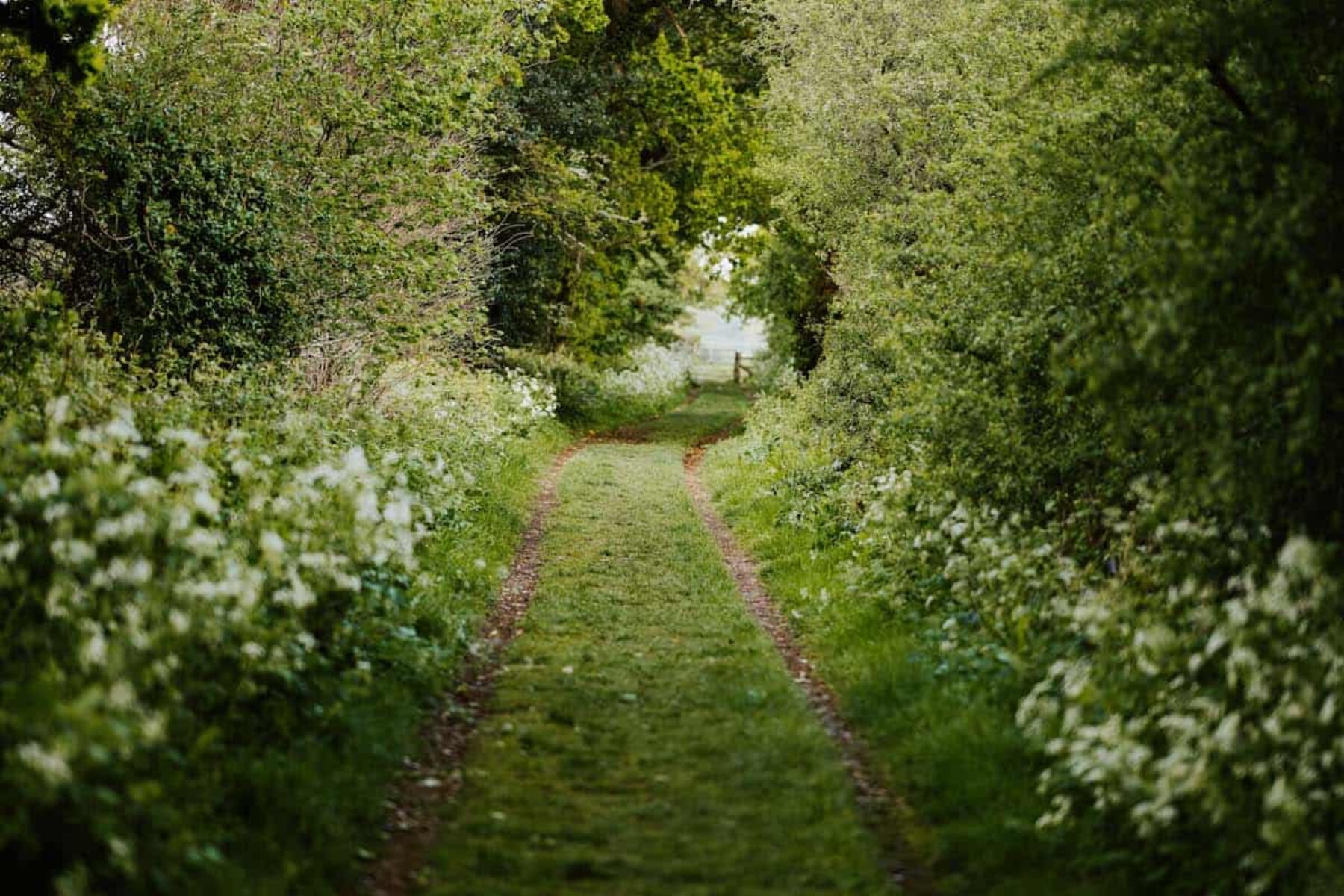 Image for Corridors of power: how hedgerows can help us tackle the climate crisis