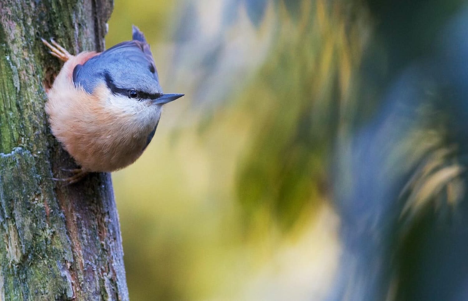 How hedgerows can help us tackle the climate crisis