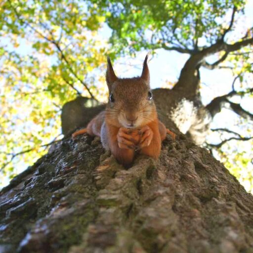 There was positive news for red squirrels this week