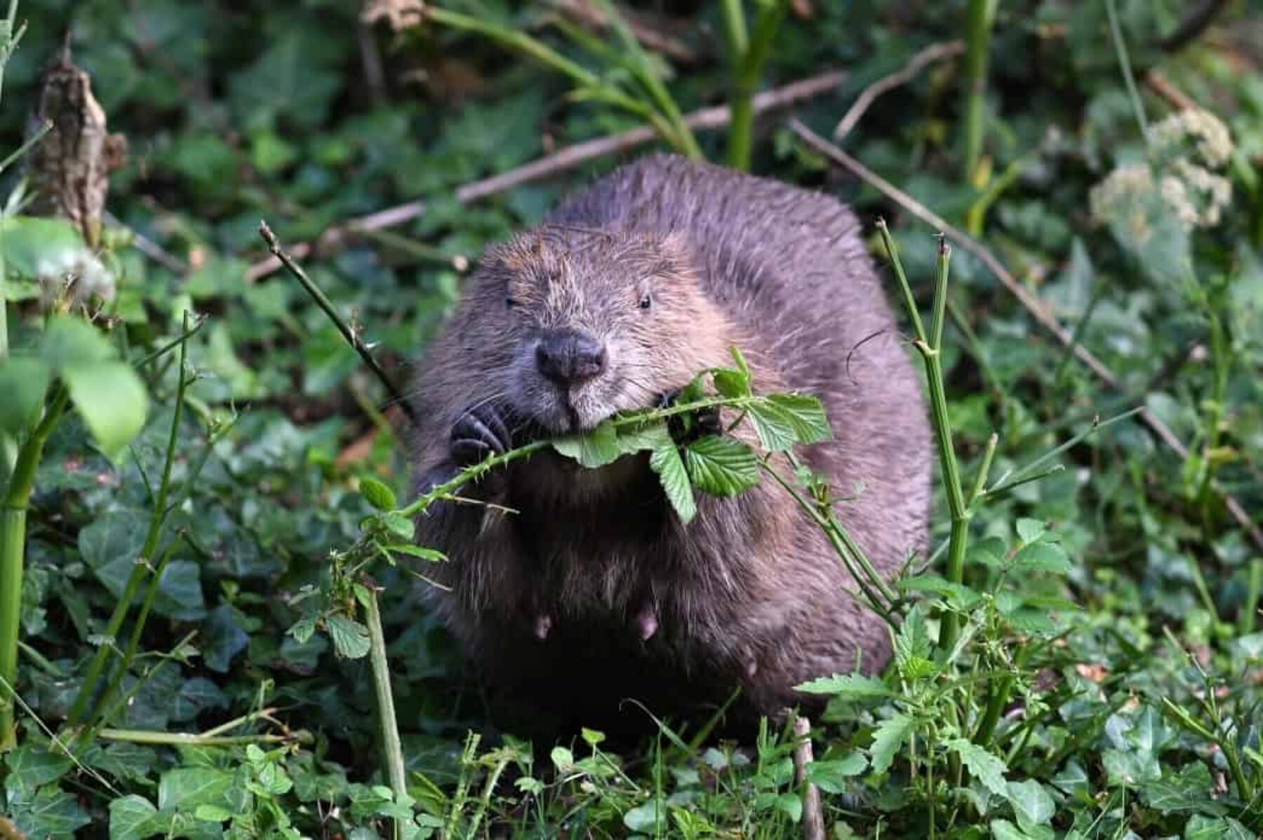 Image for Beavers are back: here’s what this might mean for the UK’s wild spaces