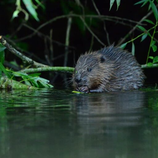 Good news - Beavers introduced themselves to an English region