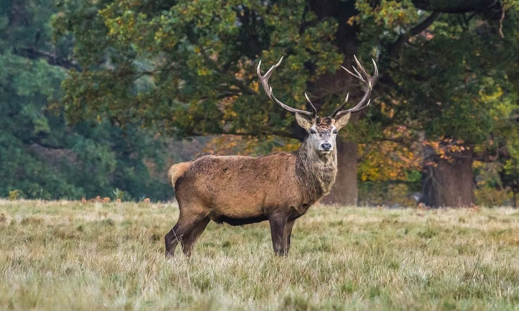 Image for The plan to create a 50 million-tree forest in the north of England