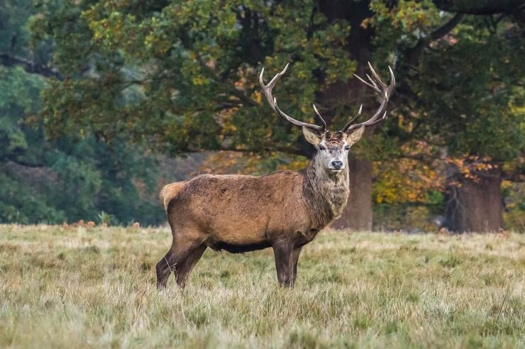 Image for The plan to create a 50 million-tree forest in the north of England