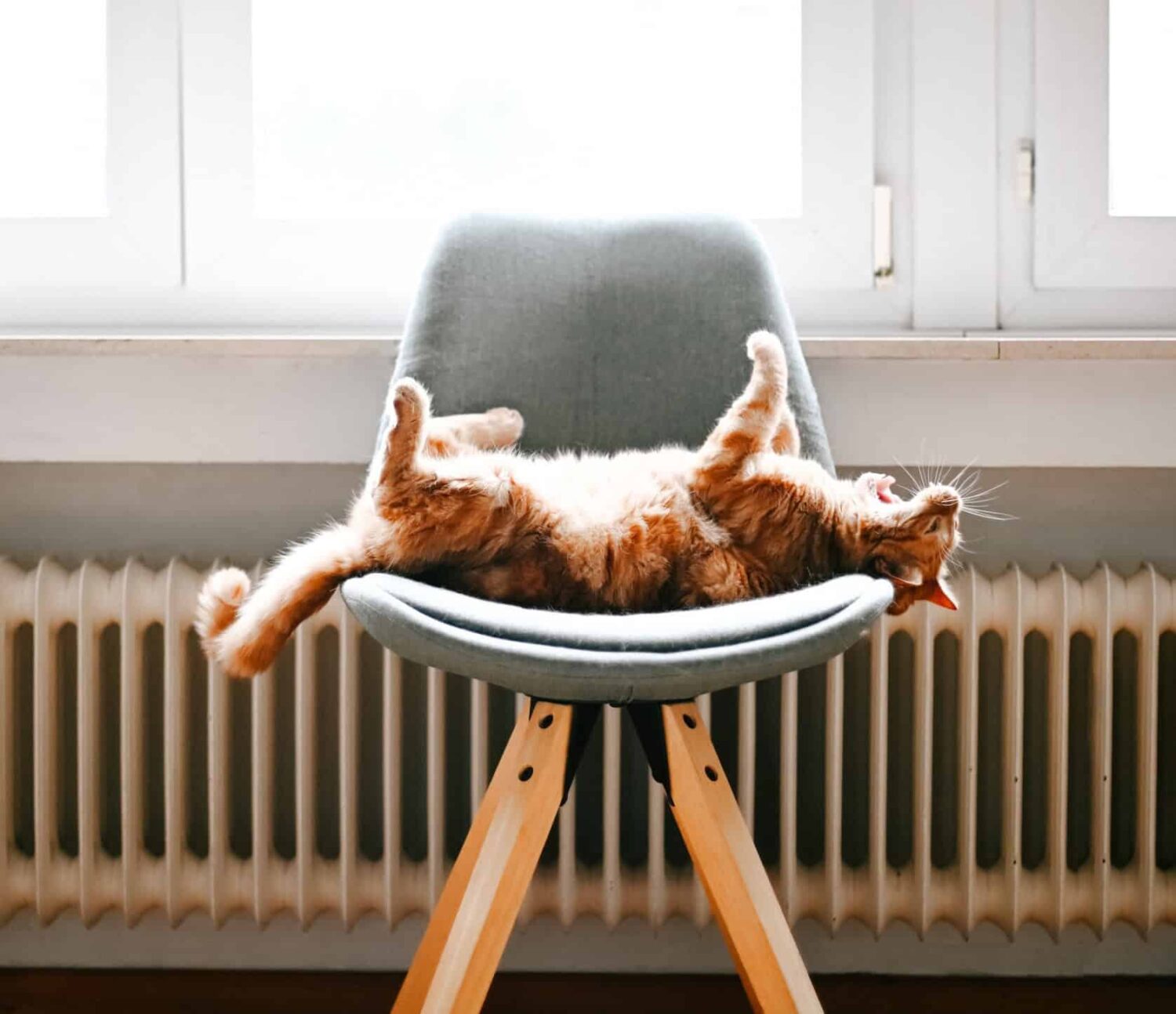 Cat in front of a radiator