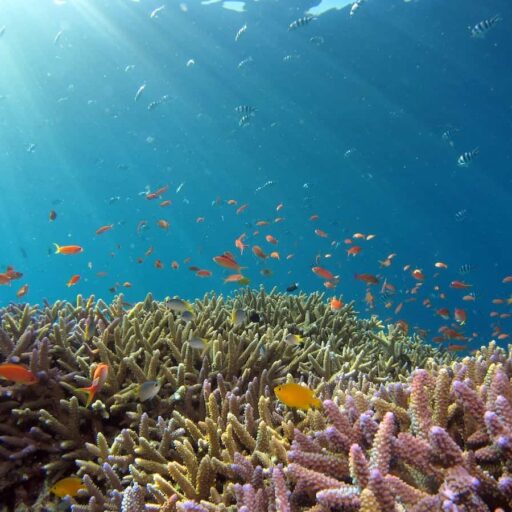 Solutions to coral bleaching