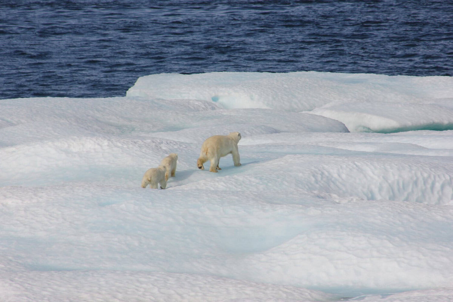 What is COP26?