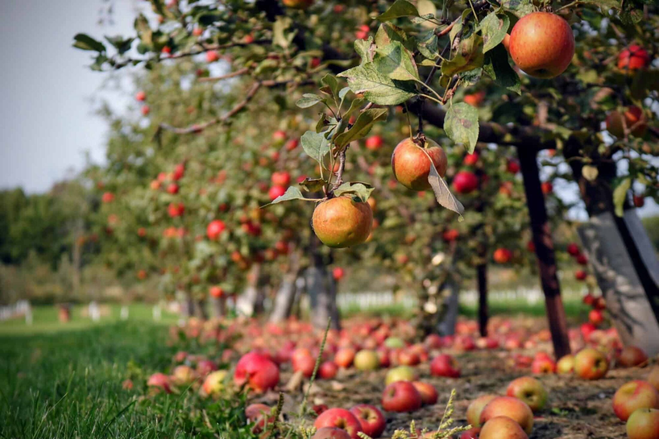 Apple orchard