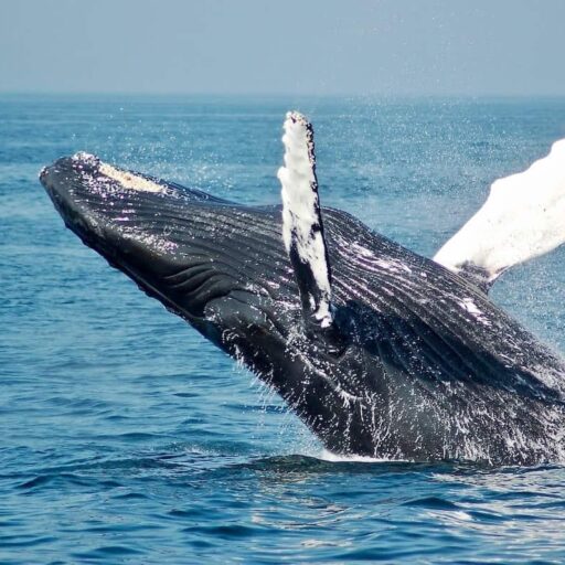 Good news - whales sequester carbon