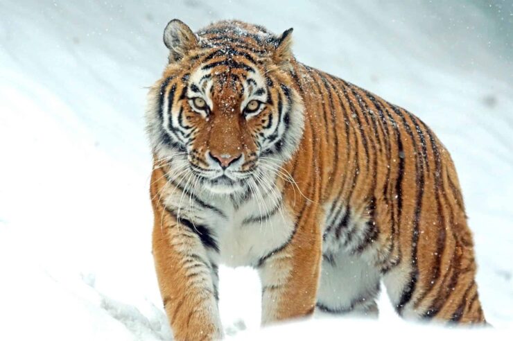 Image for What went right this week: Siberian tiger revival, plus more positive news