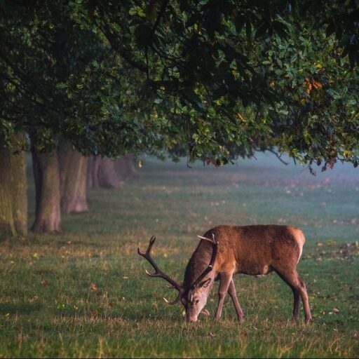 Positive news - the UK's largest urban rewilding project has been approved