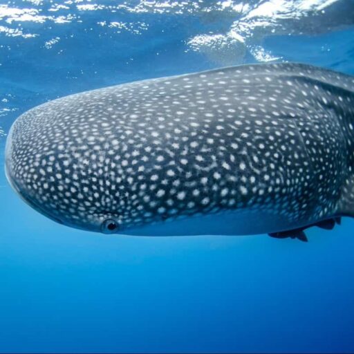 A whale shark